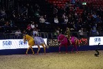 Quadrille - 00409